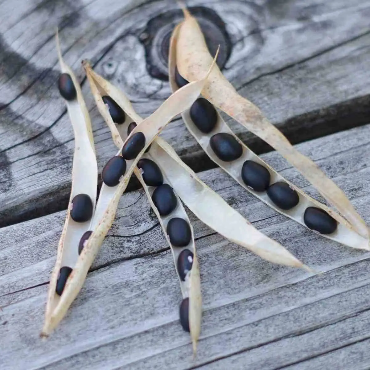 Polcán y pibihua, antojitos yucatecos imperdibles.  