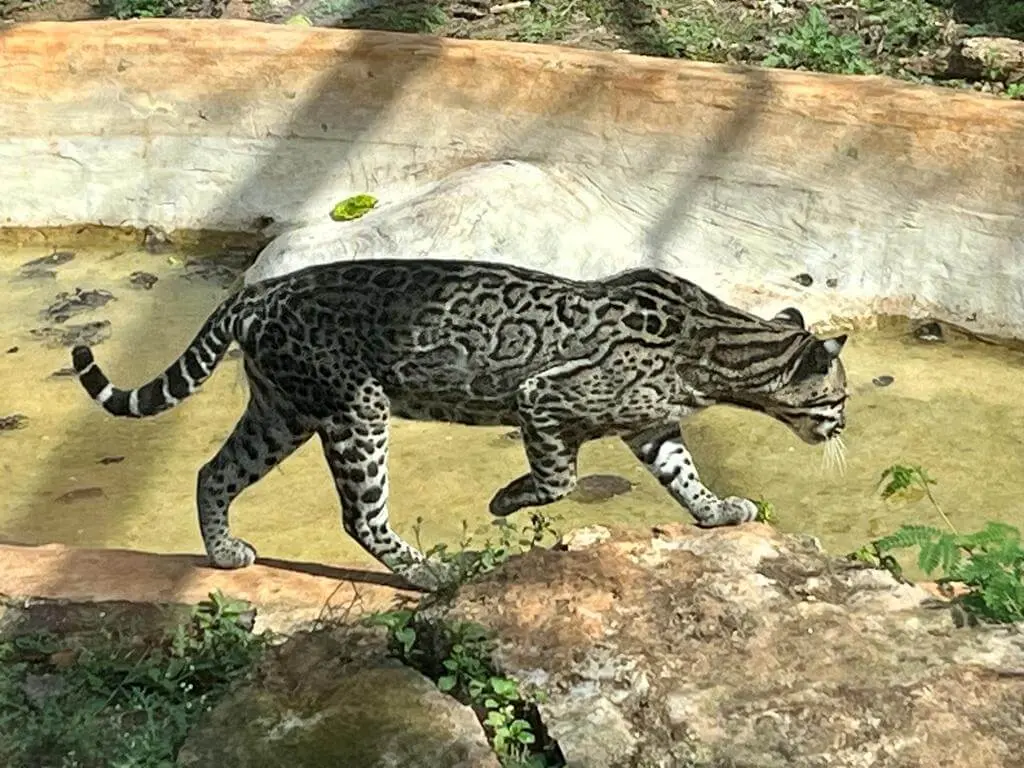 Jaguar Vallazoo