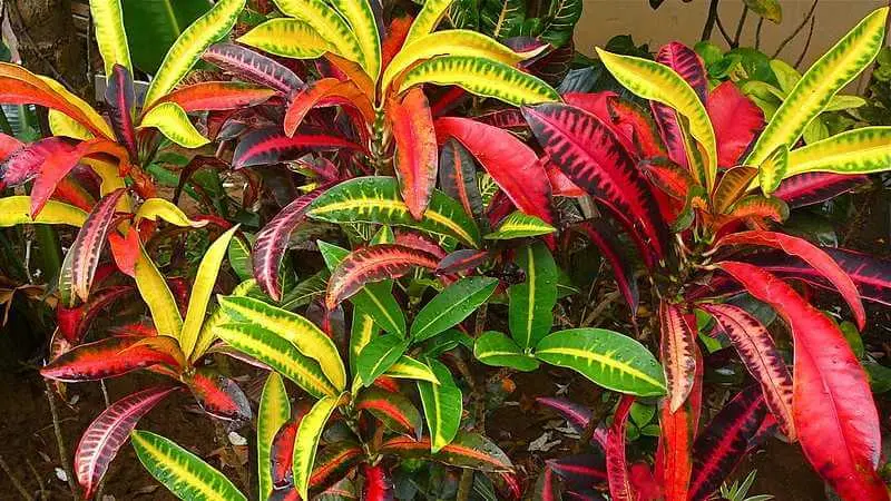 planta