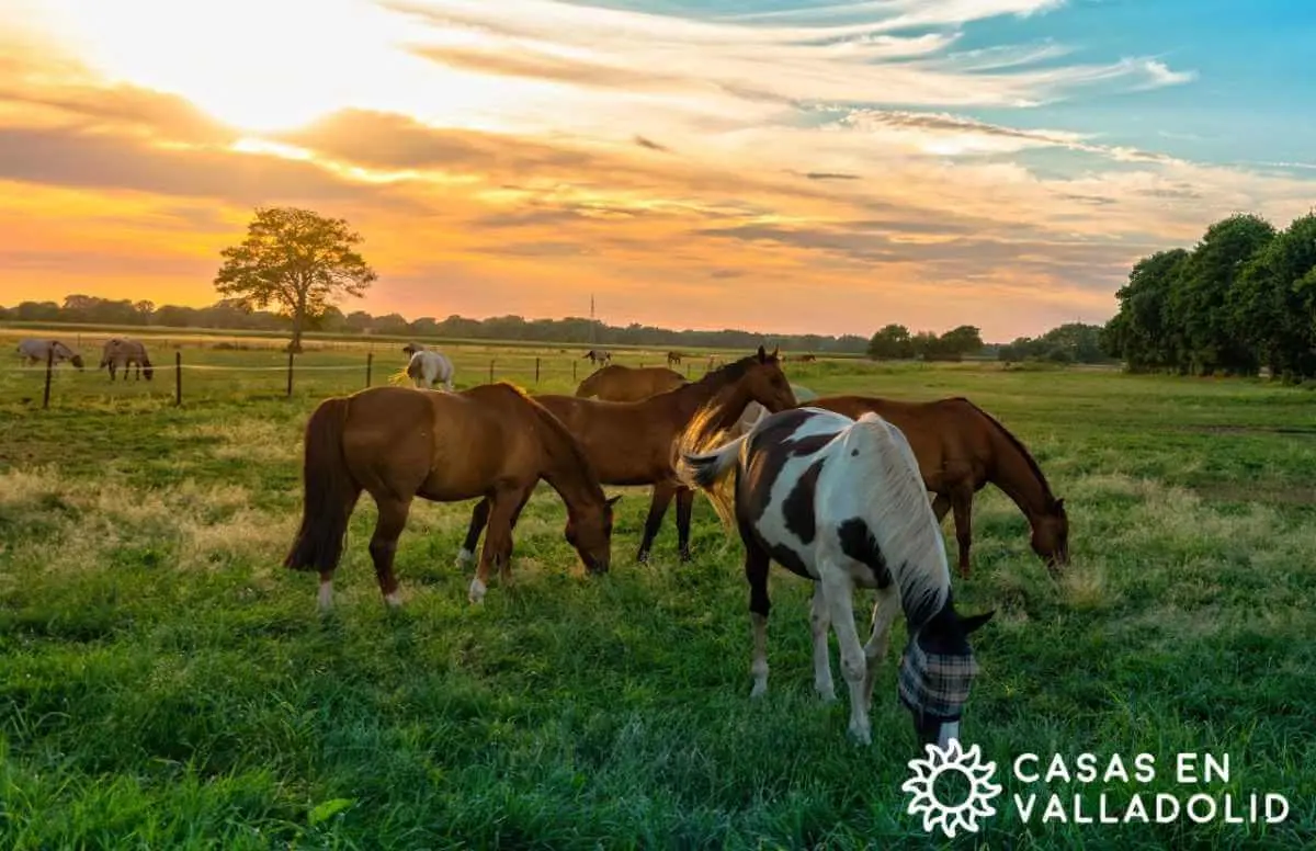 Quiero usar mi crédito hipotecario en Valladolid