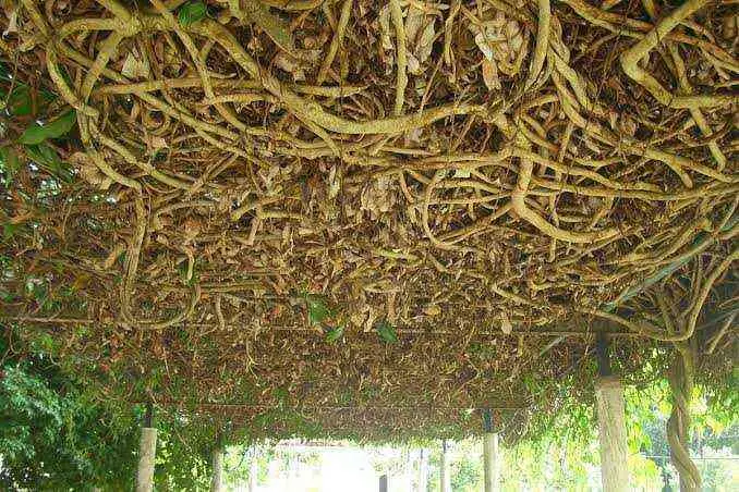 Casas de huano, la vivienda tradicional maya.