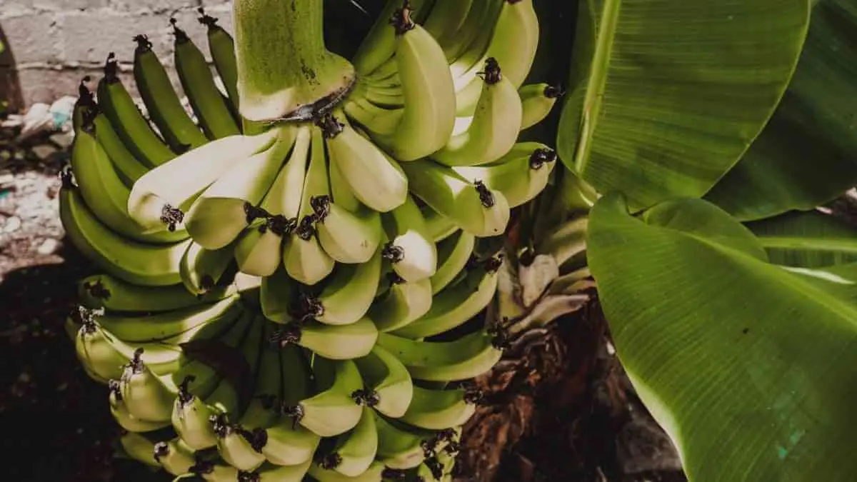  ¿Qué se puede sembrar en Yucatán? 