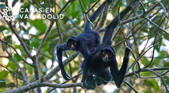 Exploring Punta Laguna: A Natural Getaway Near Valladolid