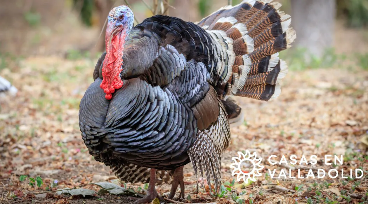 El pavo en la cultura yucateca: tradición, sabor e identidad
