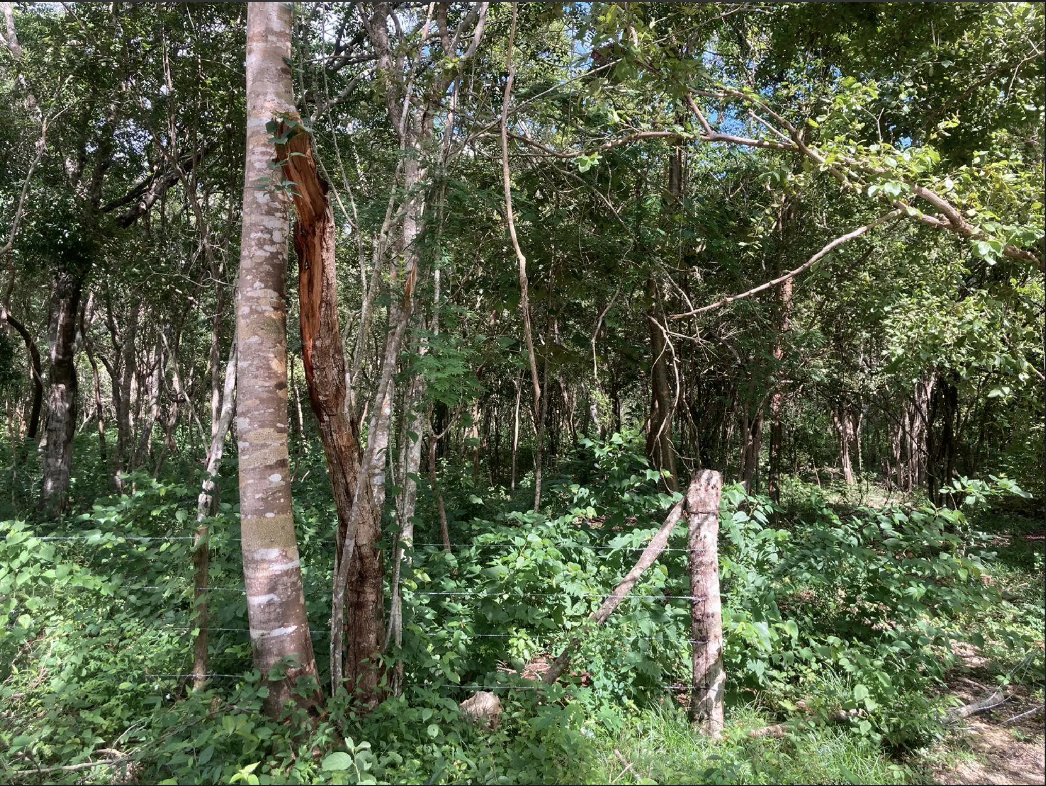 Terrenos baratos en Valladolid, Yucatán — Casas en Valladolid